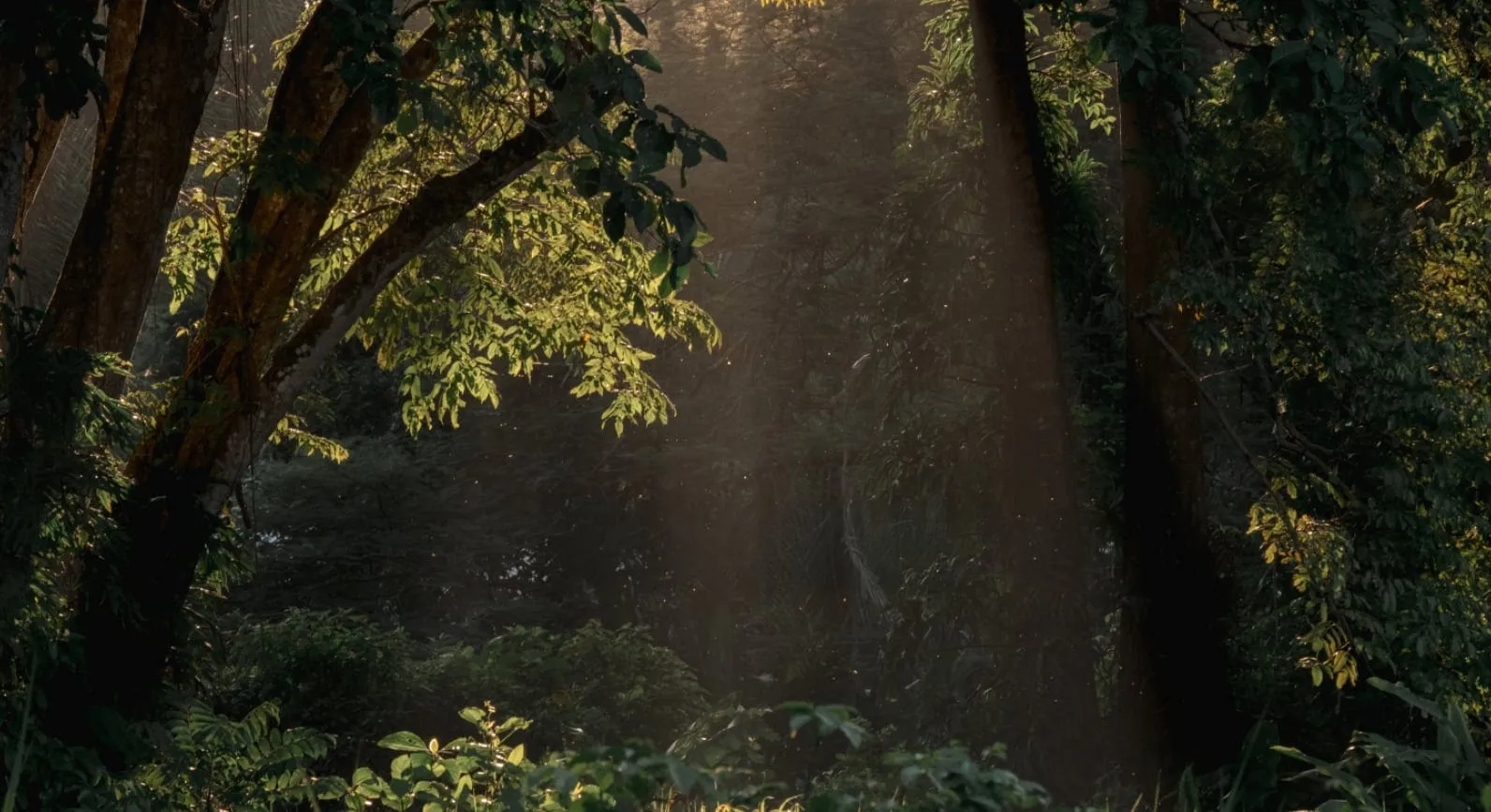 Forest clearing in sunlight, image motif of the Preservé™ method
